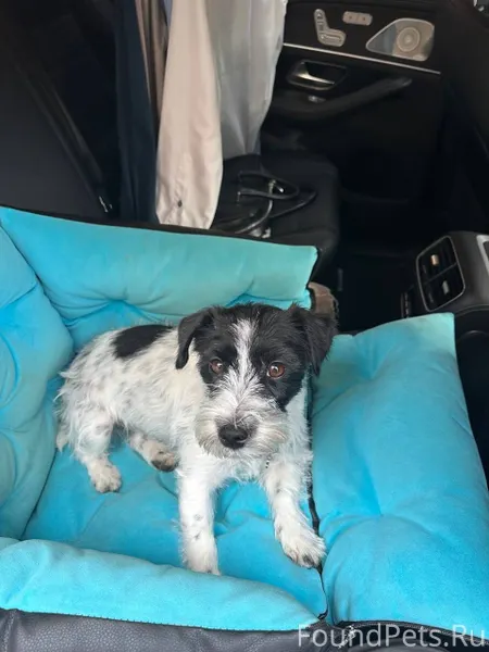 Дорогие друзья! Потерялась соб...