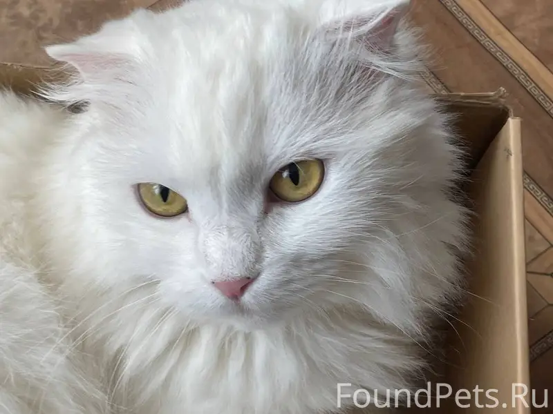 ‼️ ПРОПАЛА КОШКА ‼️ Пожалуйста...