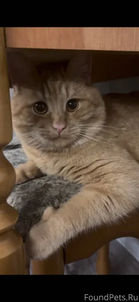 В микрорайоне пропал кот с гол...