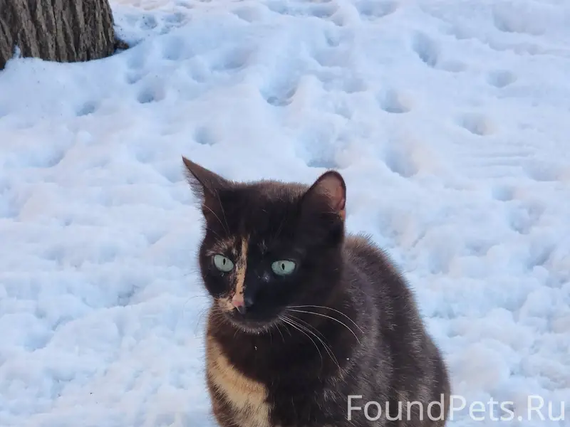 🆘 ПРОПАЛА КОШКА ЖАКЛИН (ШОКОЛА...