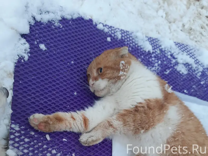 Нужна помощь!Найден кот,на ули...