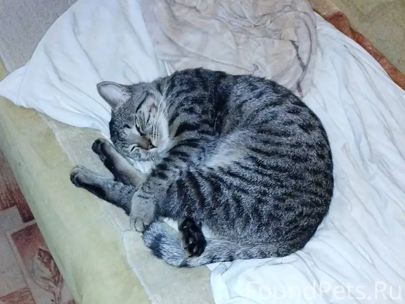 Пропал кот 8.01.2026. Нашедшег...