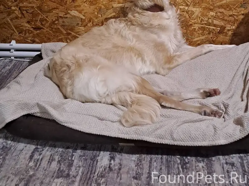 Убежала собака, просьба помочь...