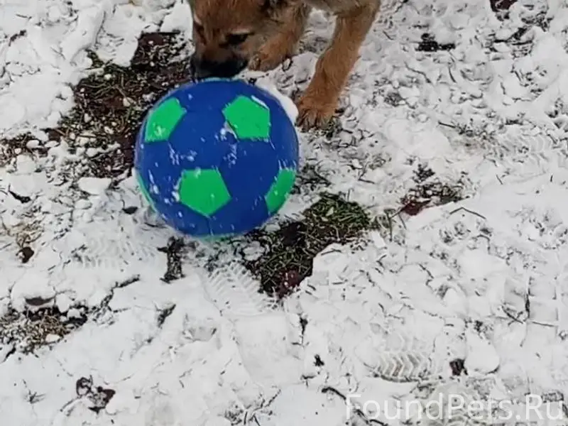 Добрый день! Пропал щенок , во...