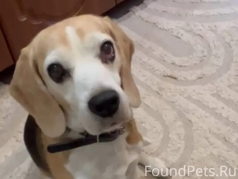 СТ. ЕССЕНТУКСКАЯ, УБЕЖАЛА СОБА...