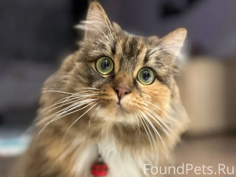 Добрый день! В СНТ Яблонька на...