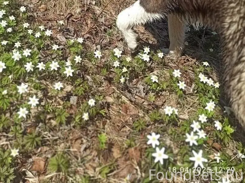 Убежали две собаки из Оковског...