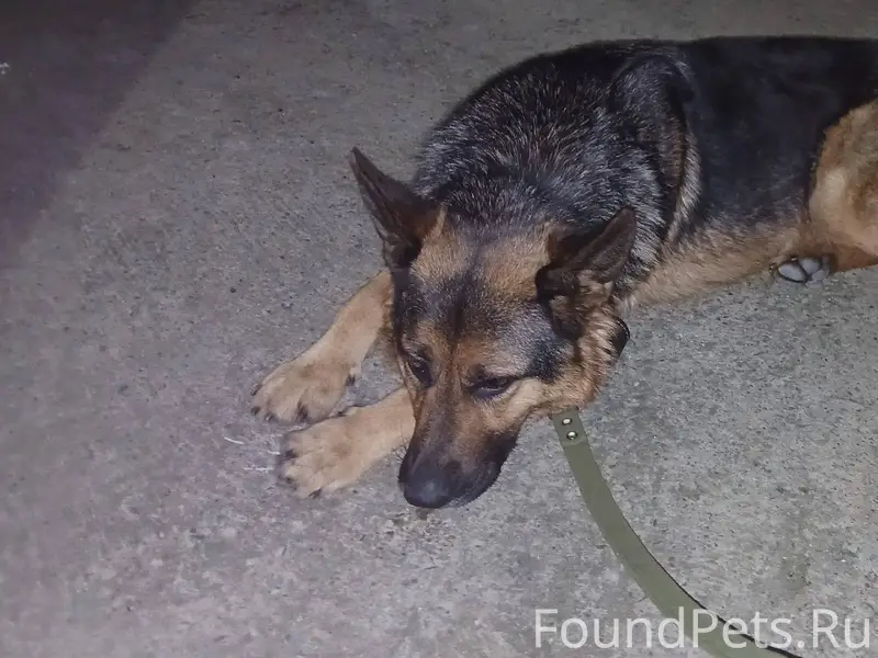Найдена собака. Улица Школьная...