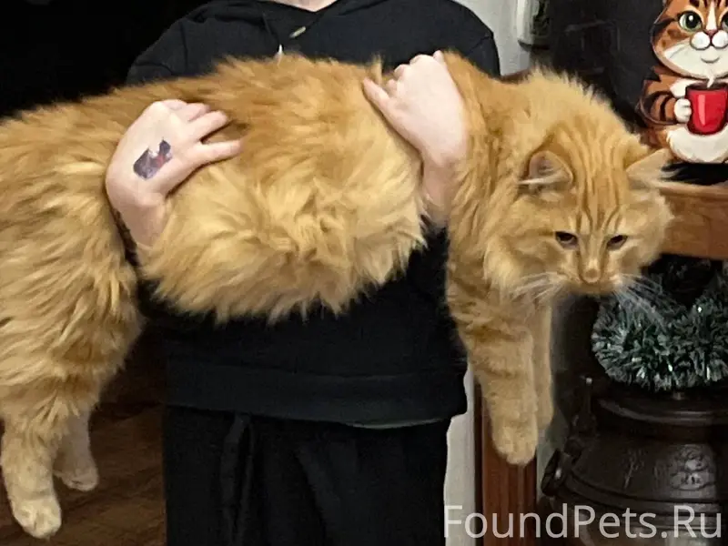 Пропал кот , в районе красноар...