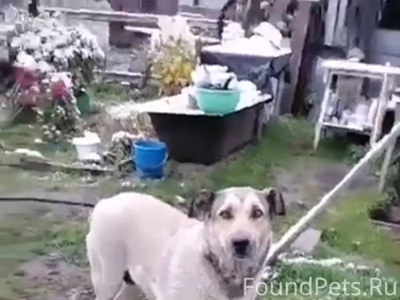 Потерялась собака в п. Мегет 