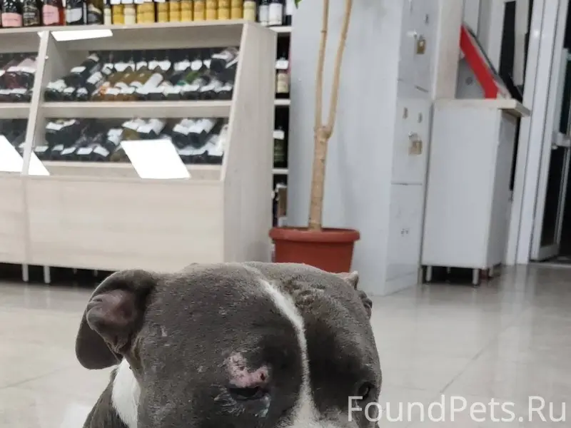 Пропала собака, в последний ра...