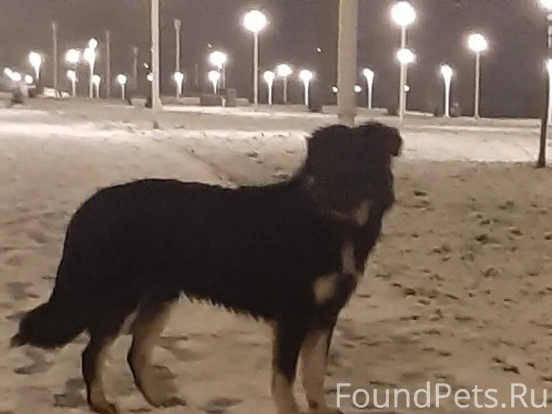 Пропал пёс (кличка Барон) убеж...