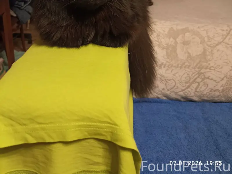 Найдена кошка в районе ул. Куз...