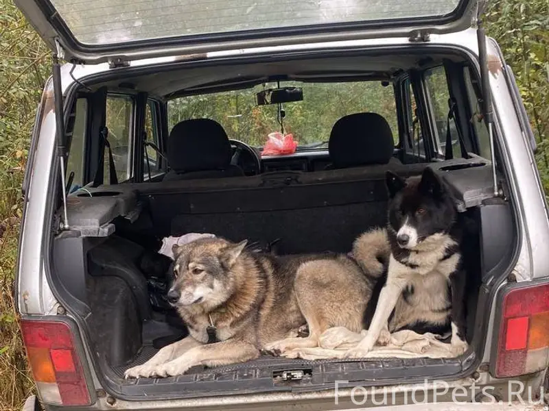 6 января утром убежали собаки,...