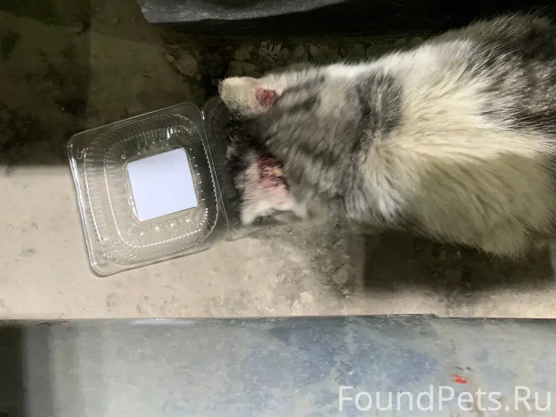 Найден кот на производственном...