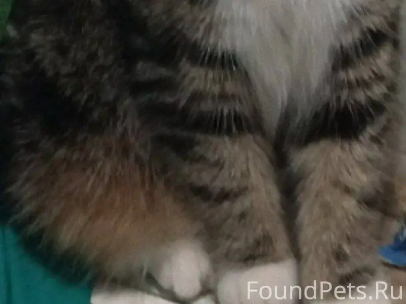 🆘Пропал кот в районе Химаша. О...