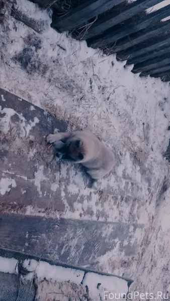 Пропал щенок (девочка) Если кт...