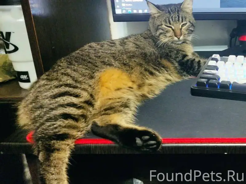 Помогите вернуть друга!