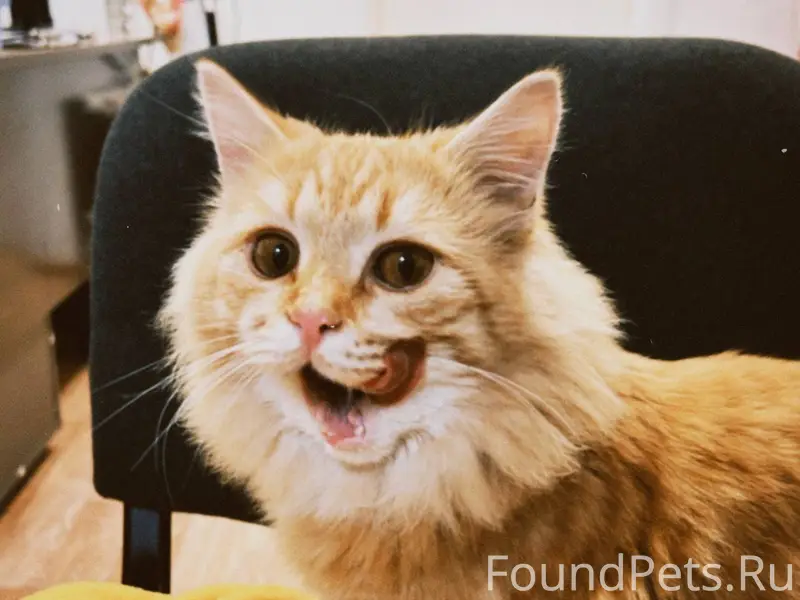 ❗️ ПРОПАЛ КОТ ❗️ Потерялся кот...