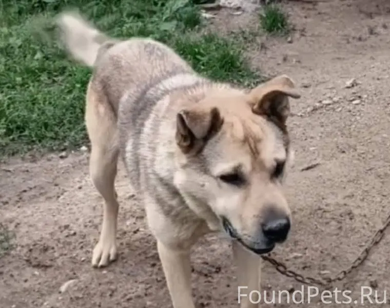 Убежала собака, если кто-то ув...