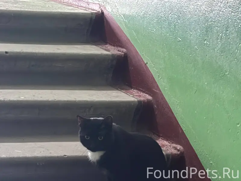 Найдена кошка, кот. В районе т...