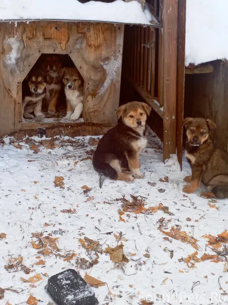 Найдены щенки на территории за...