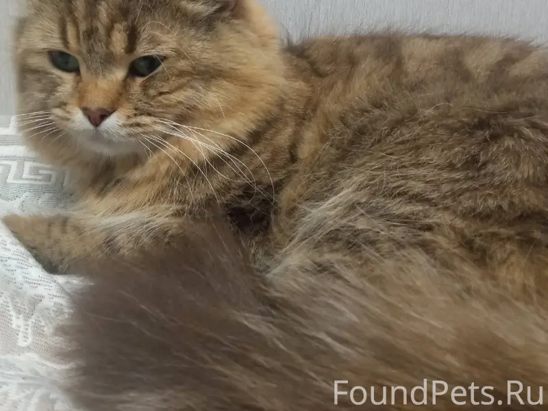 Пропал кот, кличка Осяша (Осян...