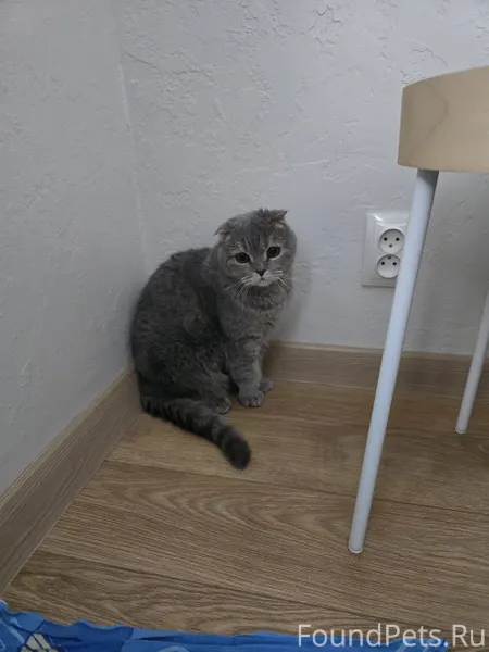 Найдена кошка, по адресу ул.Ба...