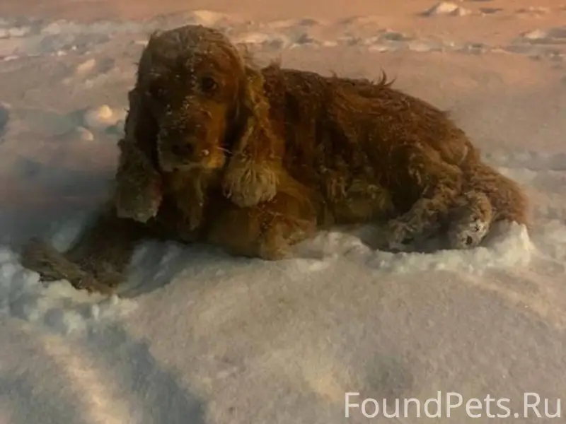 Потерялась собака на крылова, ...