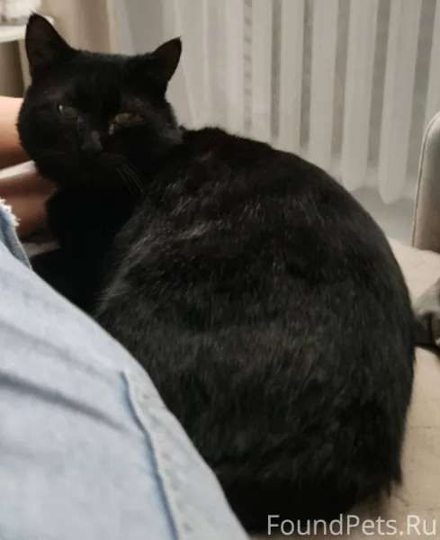 Схт ..Пропал кот . Просьба кто...