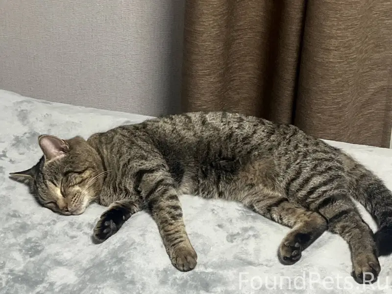 На юге пропал кот. Район Калин...