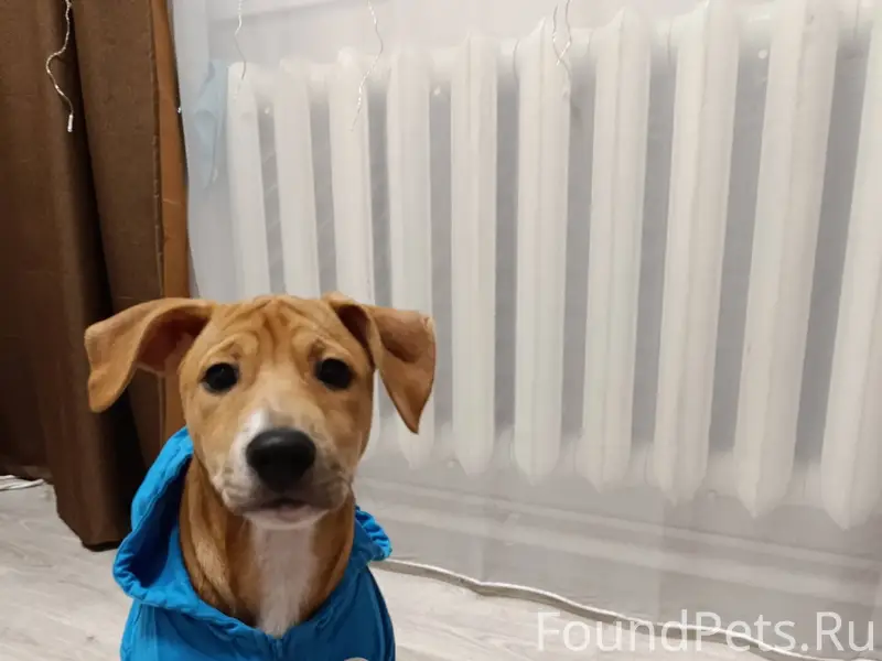 Срочно ❗ ❗ Помогите , пожалуйс...