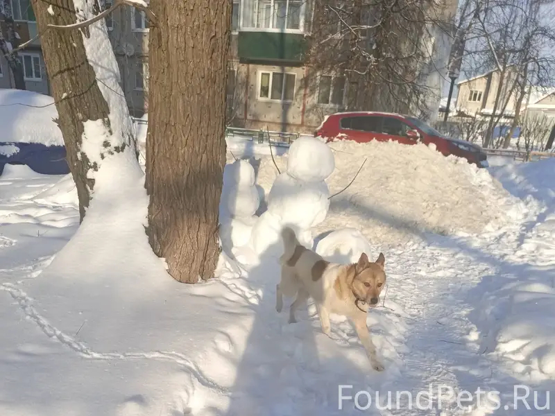 Найдена собака, может кто ищет...