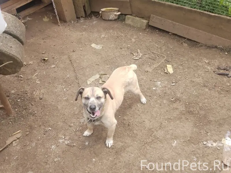 Добрый день, убежала собака с ...