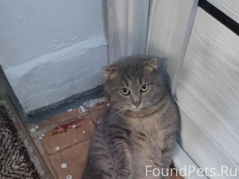 Пропал кот по кличке Мартин в....