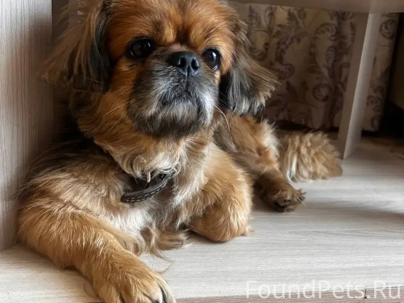 Добрый день! Убежала собака в ...