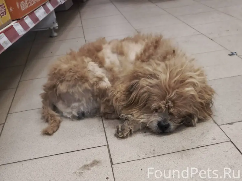 Чей потеряшка? Хозяин, отзовис...