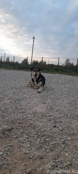 ПОТЕРЯН ПЁС ‼ Нужны глаза всей...