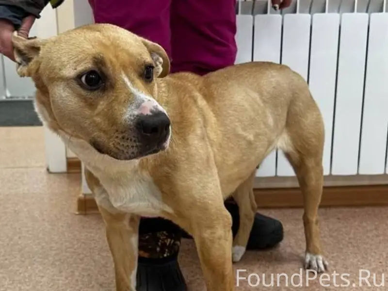 Найдена собака в Энергетике, д...