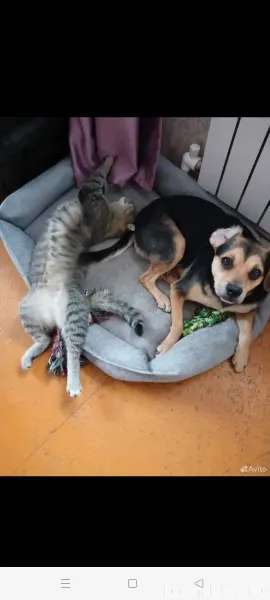 Пропала собака, п. Билимбай, в...