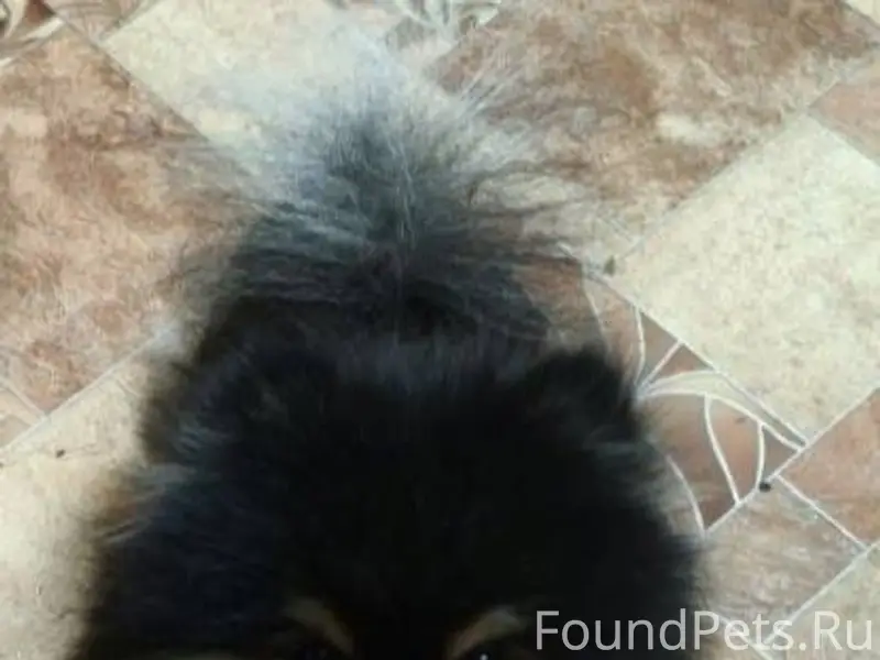 Пропала собака породы шпиц. В ...