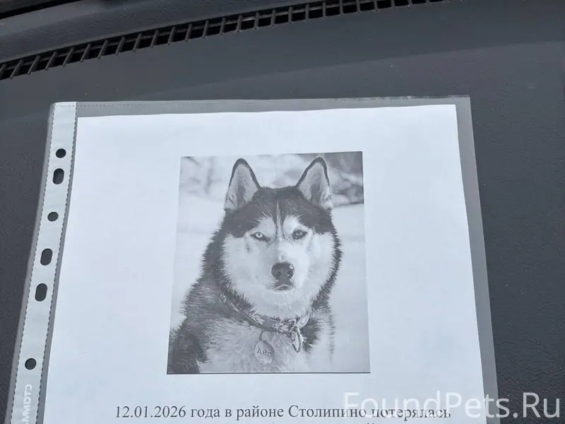 Вчера 12.01.26 за деревней...