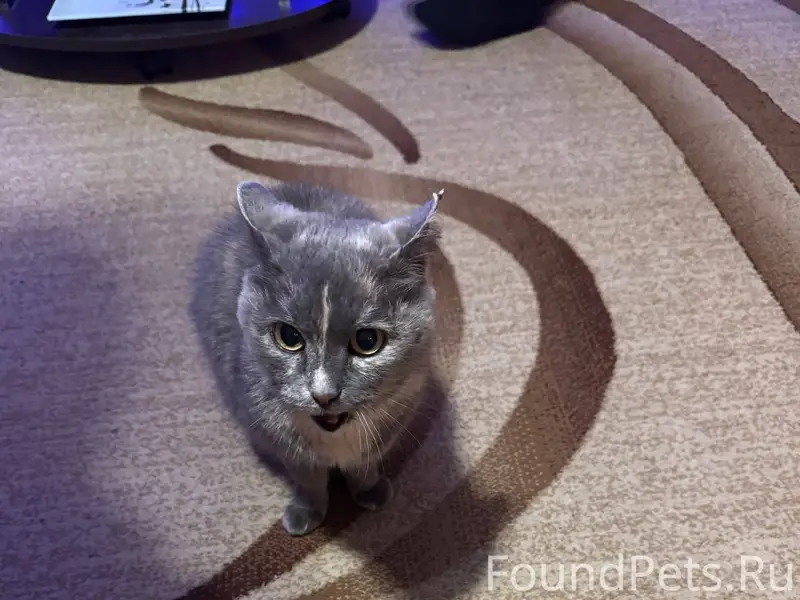 Пропала беременная кошка, по у...