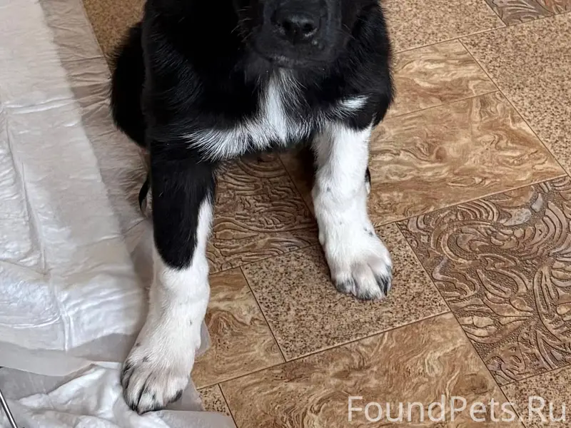 09.01.26 найден щенок, девочка...