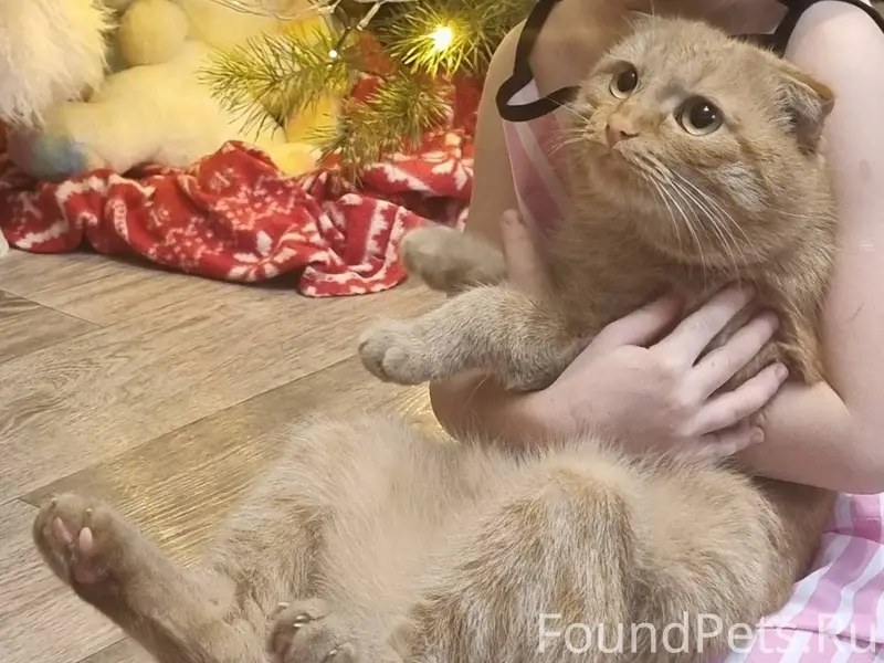 Добрый день, пропал кот, рыжий...