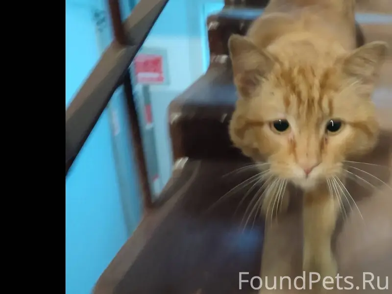 Найден (замечен) кот. В подъез...