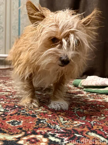 ❗️ВЕЛЬСК❗️ Найден пёс у гимназ...