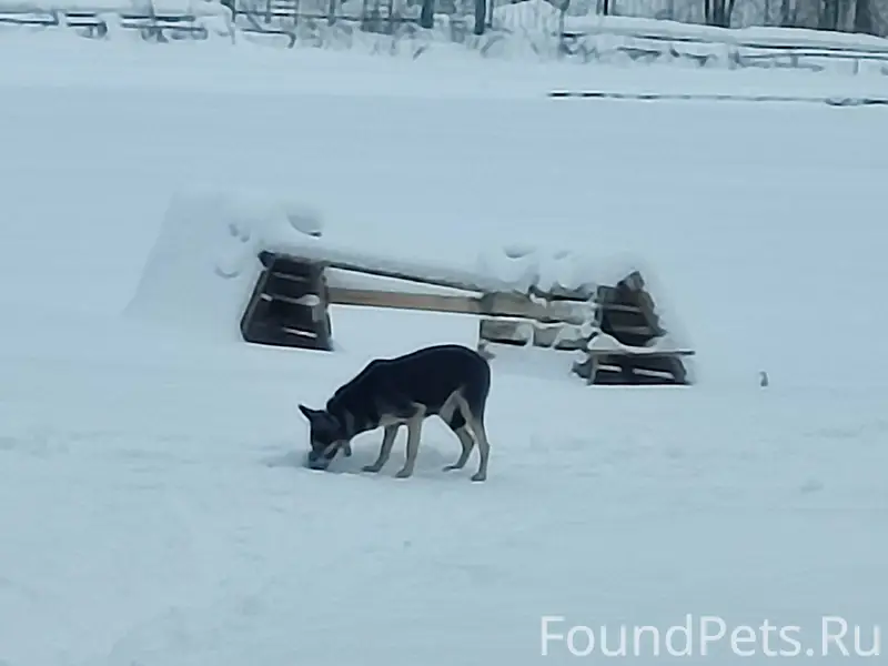 В конце декабря эта собака нес...