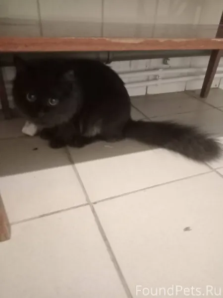 Пропал кат откликается на черн...