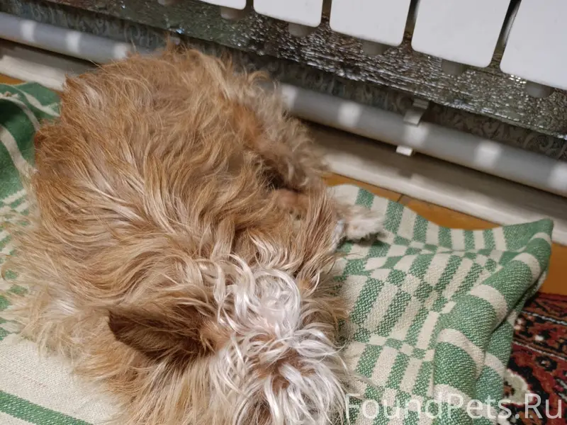 Найден пёс, ждёт хозяев, светл...